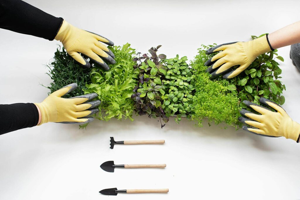 Huerto Ecológico